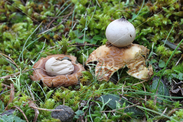 Viltige aardster (Geastrum saccatum)