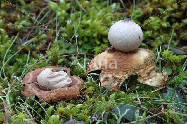 Geastrum saccatum