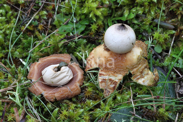 Geastrum saccatum