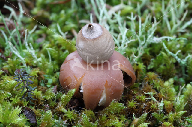 Geastrum saccatum