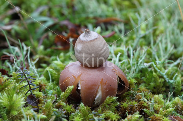 Viltige aardster (Geastrum saccatum)