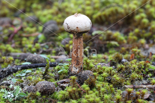 Tulostoma fimbriatum