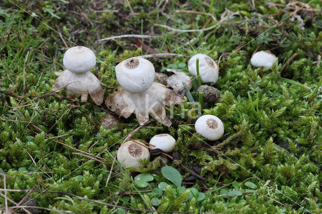 Heideaardster (Geastrum schmidelii)