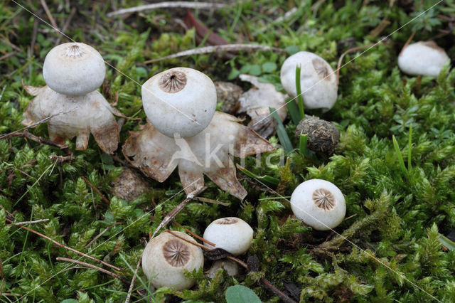 Heideaardster (Geastrum schmidelii)