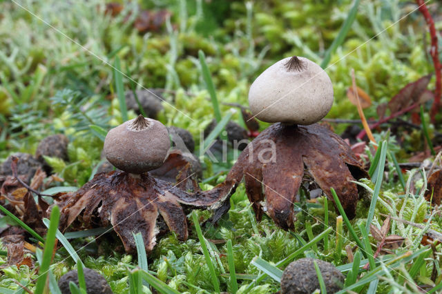 Heideaardster (Geastrum schmidelii)