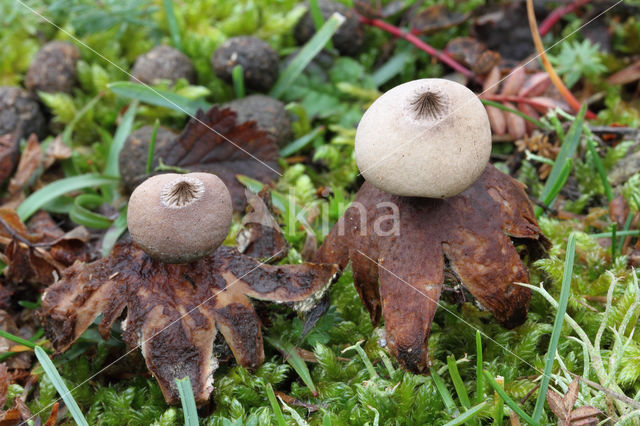 Geastrum schmidelii