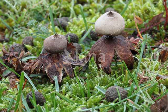 Heideaardster (Geastrum schmidelii)