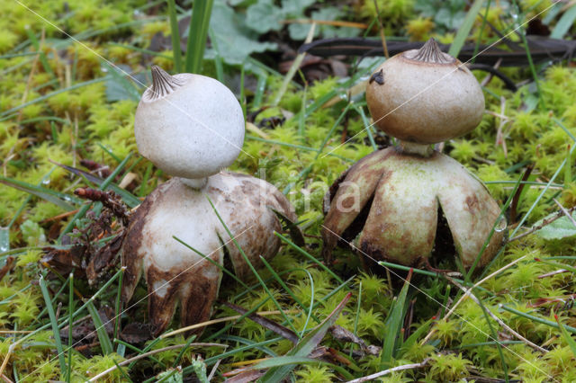 Heideaardster (Geastrum schmidelii)