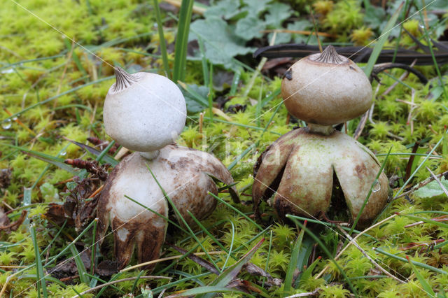 Heideaardster (Geastrum schmidelii)