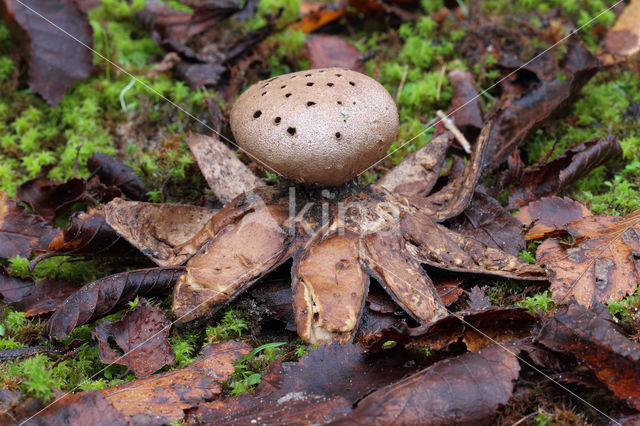 Peperbus (Myriostoma coliforme)