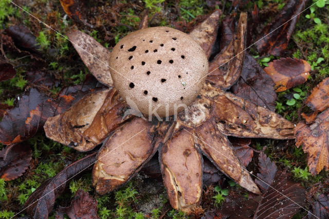 Peperbus (Myriostoma coliforme)