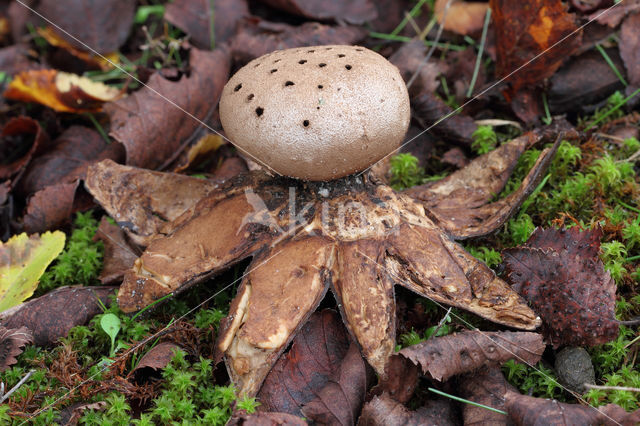 Peperbus (Myriostoma coliforme)