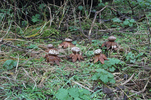 Peperbus (Myriostoma coliforme)