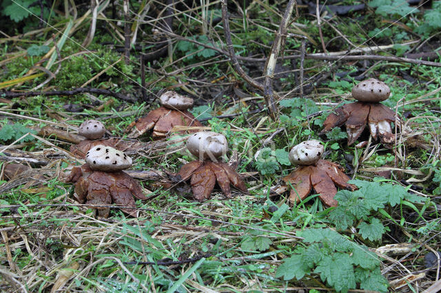 Peperbus (Myriostoma coliforme)