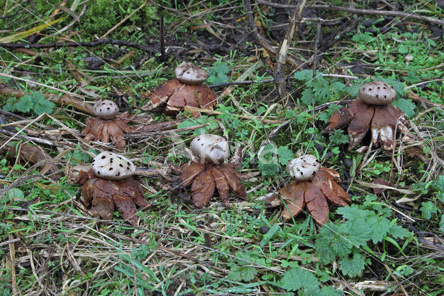 Peperbus (Myriostoma coliforme)