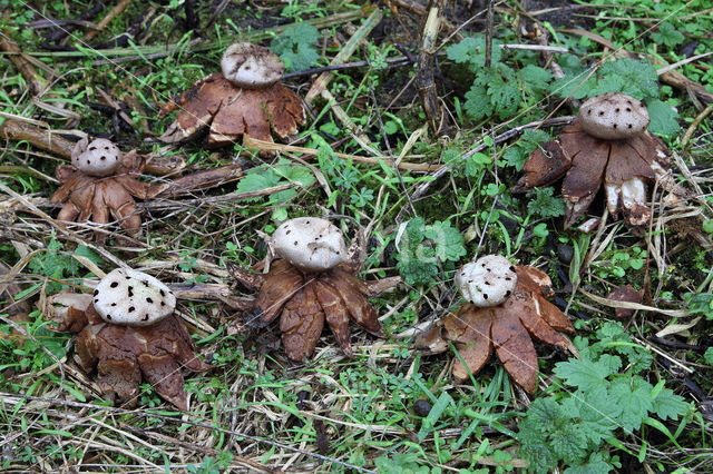 Myriostoma coliforme