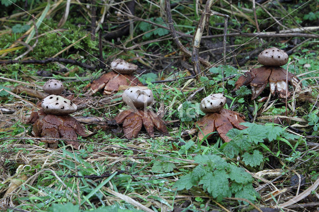 Peperbus (Myriostoma coliforme)