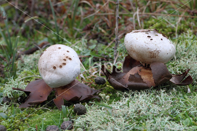 Peperbus (Myriostoma coliforme)