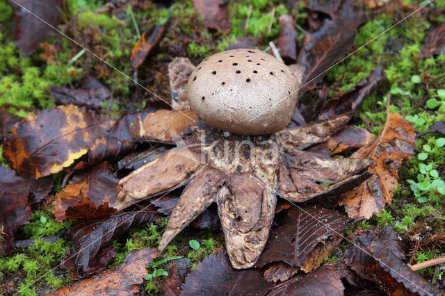 Peperbus (Myriostoma coliforme)