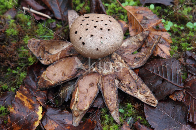 Peperbus (Myriostoma coliforme)