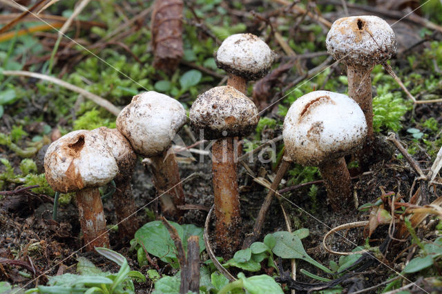 Ruwstelige stuifbal (Tulostoma fimbriatum)