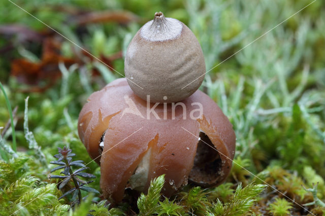 Viltige aardster (Geastrum saccatum)