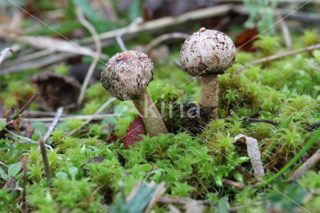 Gesteelde stuifbal (Tulostoma brumale)