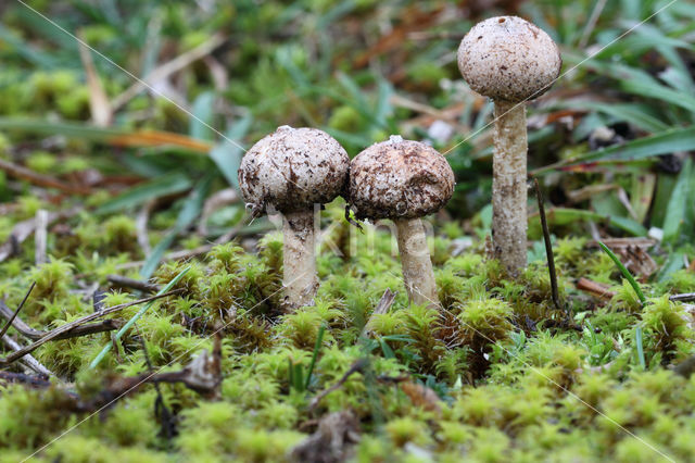 Gesteelde stuifbal (Tulostoma brumale)