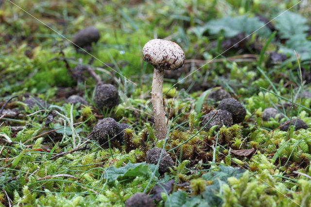 Gesteelde stuifbal (Tulostoma brumale)