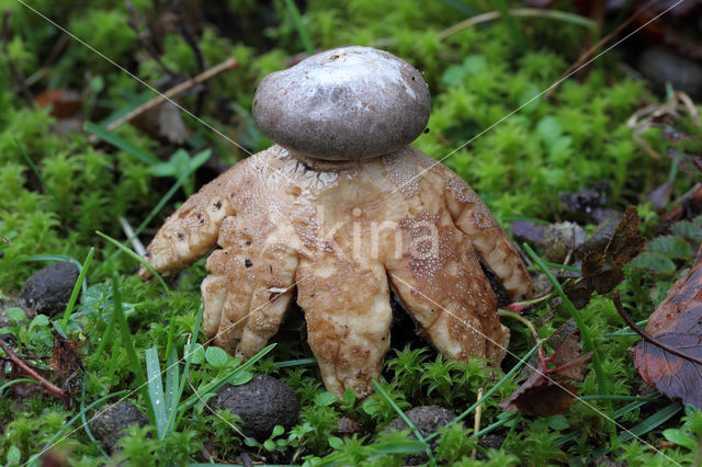 Earthstar (Geastrum coronatum)