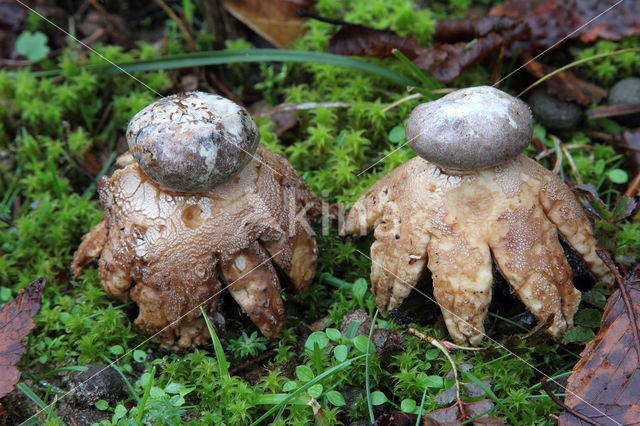 Earthstar (Geastrum coronatum)