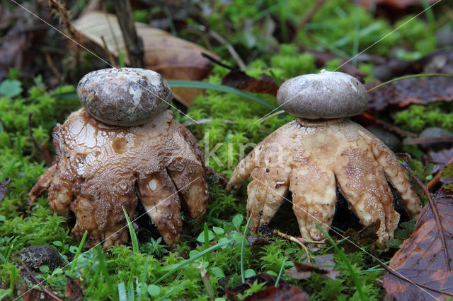 Earthstar (Geastrum coronatum)