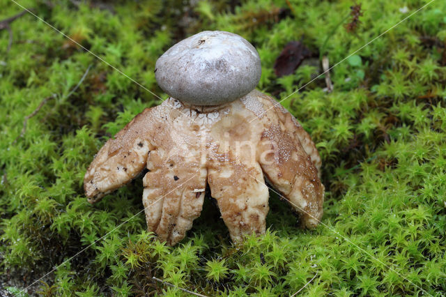 Forse aardster (Geastrum coronatum)