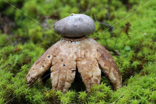 Earthstar (Geastrum coronatum)