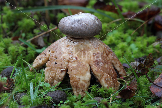 Earthstar (Geastrum coronatum)