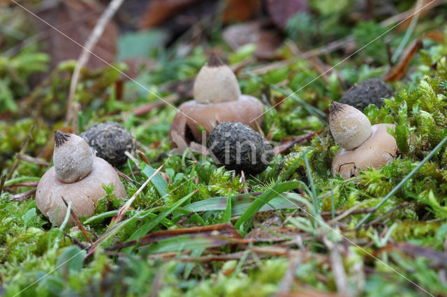 Geastrum elegans