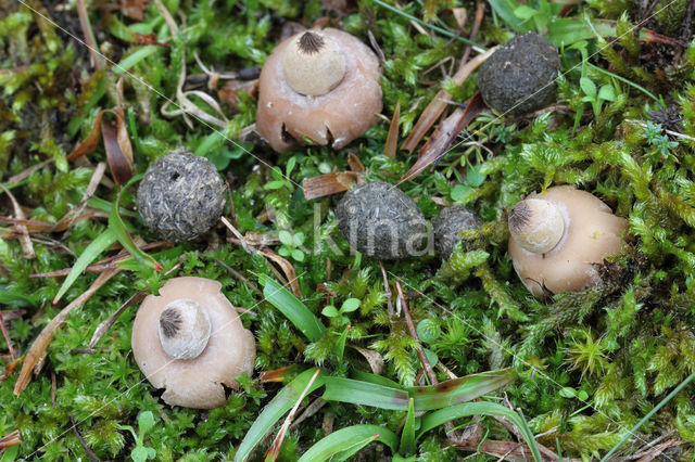 Bruine aardster (Geastrum elegans)