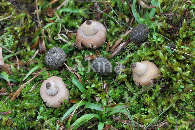 Bruine aardster (Geastrum elegans)