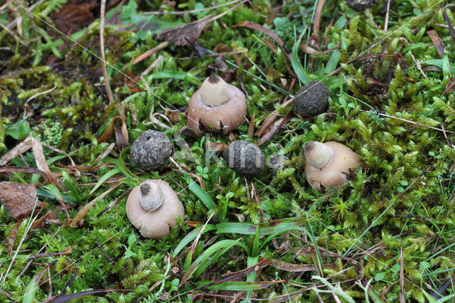 Bruine aardster (Geastrum elegans)