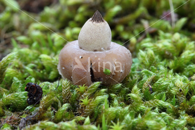 Geastrum elegans