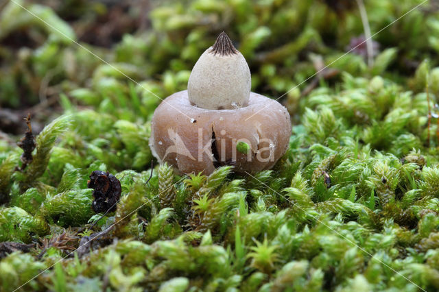 Bruine aardster (Geastrum elegans)