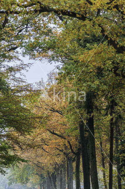 Beech (Fagus sylvatica)