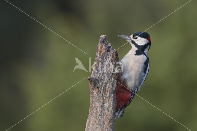 Grote Bonte Specht (Dendrocopos major)