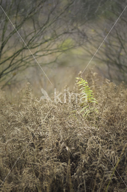 Western brackenfern (Pteridium aquilinum)