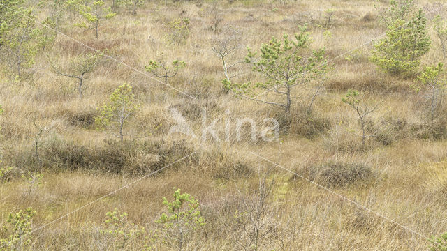 Grove den (Pinus sylvestris)