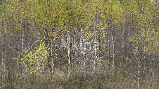 Berk (Betula)