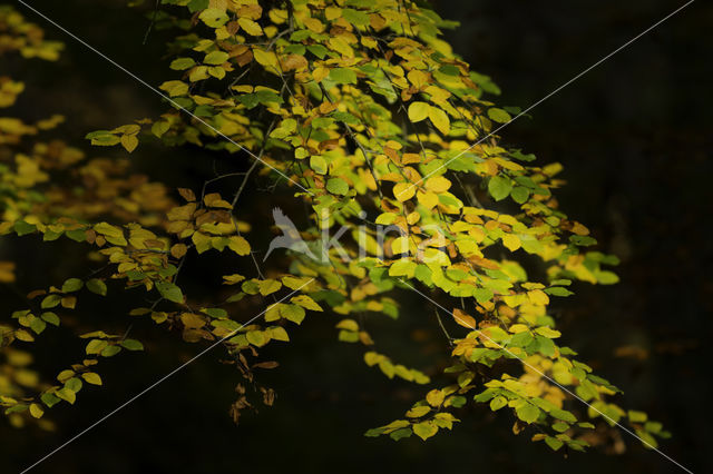 Beuk (Fagus sylvatica)