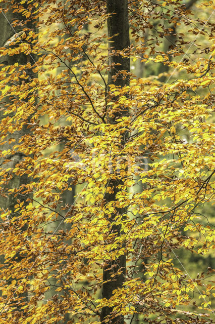 Beuk (Fagus sylvatica)