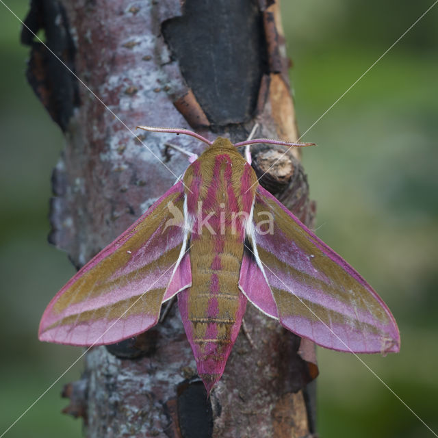 Elephant Hawk-moth (Deilephila elpenor)