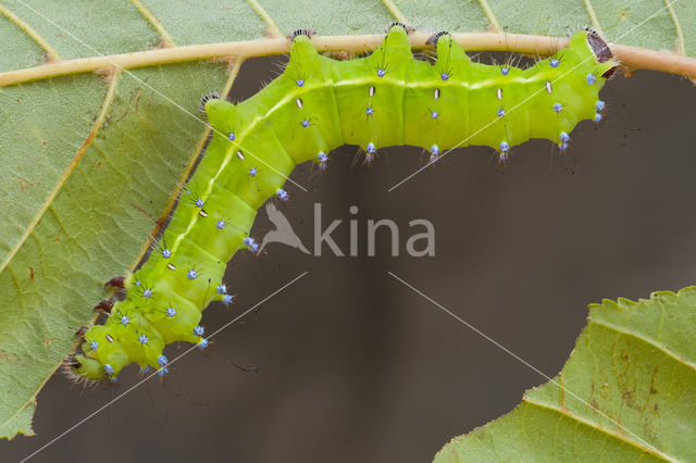 Giant Peacock moth (Saturnia pyri)